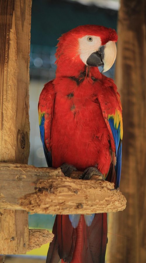 angietoh-macaw-2656737_1280