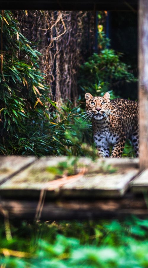 sammy-sander-panther-5680043_1280