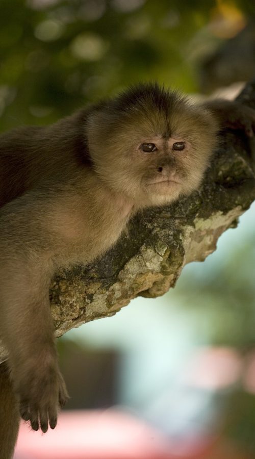 spaecial-monkey-5496834_1280